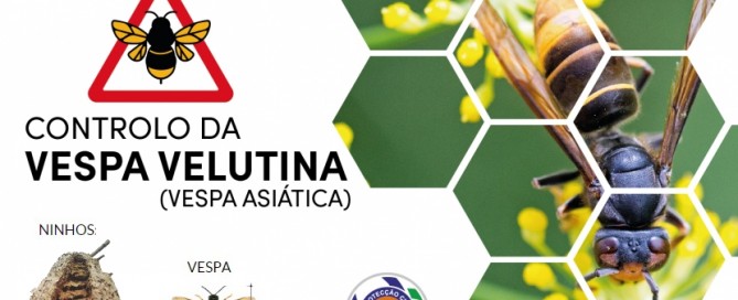 controlo-vespa-asiatica