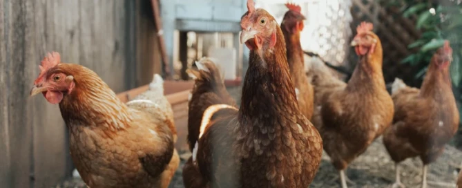 Gripe Aviária -Divulgação e Vigilância - Junta de Freguesia de Penacova